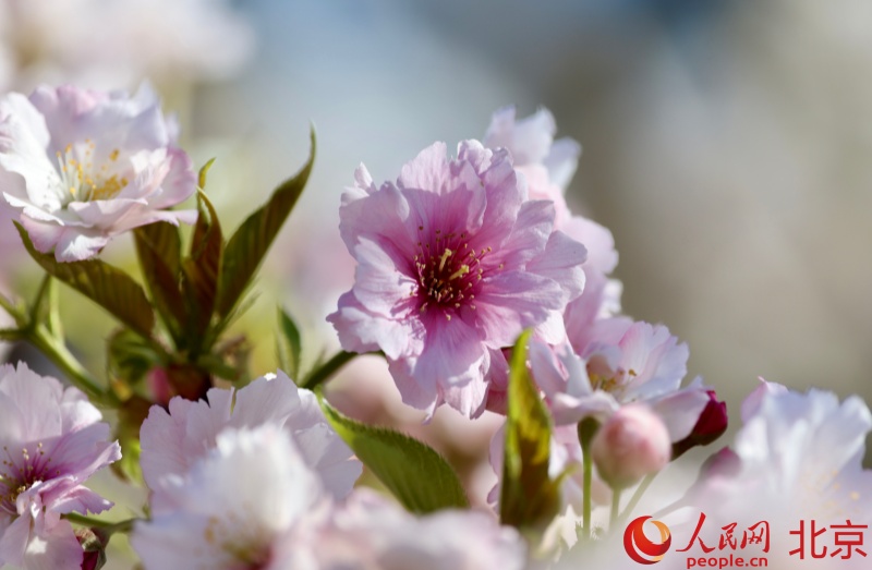 Lễ hội Hoa anh đào Ngọc Uyên Đàm khai mạc tại Bắc Kinh