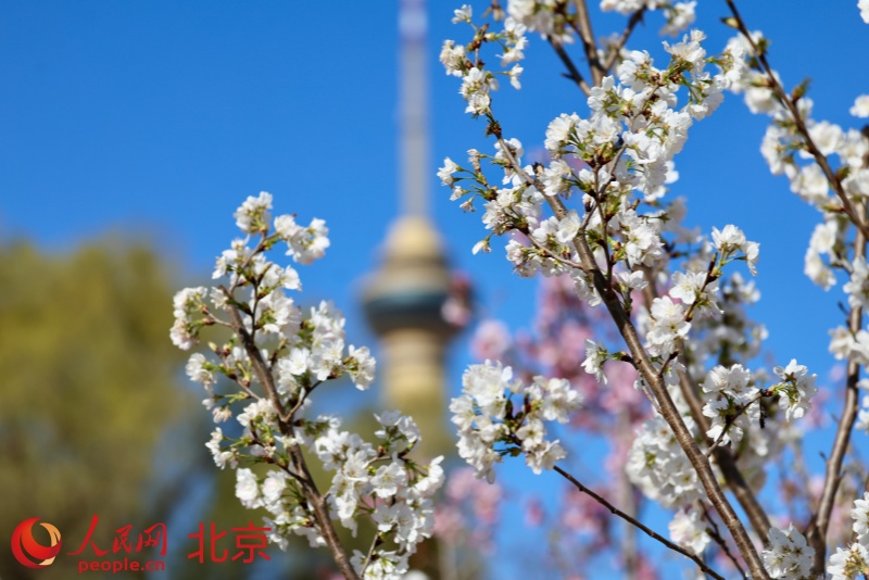 Lễ hội Hoa anh đào Ngọc Uyên Đàm khai mạc tại Bắc Kinh