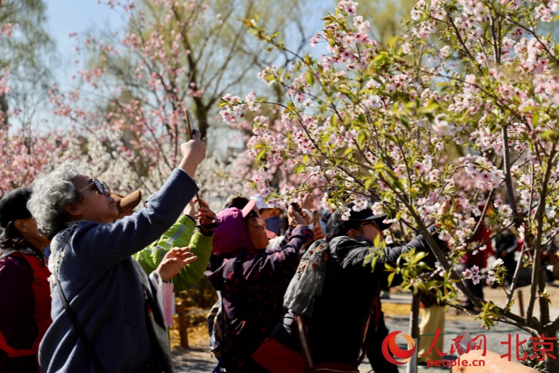 Lễ hội Hoa anh đào Ngọc Uyên Đàm khai mạc tại Bắc Kinh