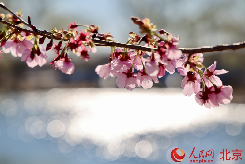 Lễ hội Hoa anh đào Ngọc Uyên Đàm khai mạc tại Bắc Kinh