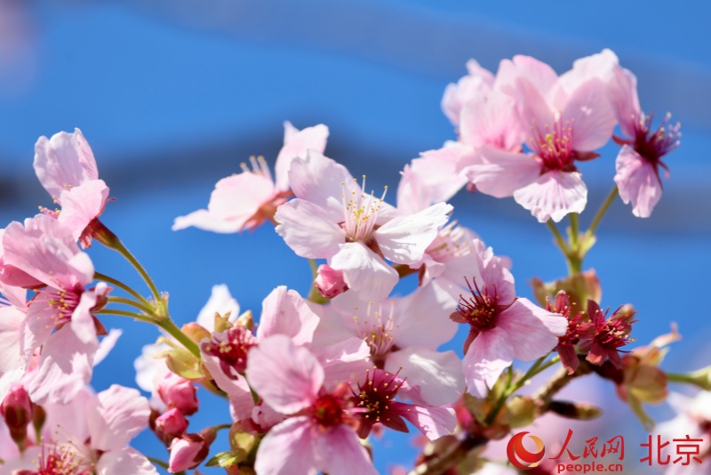 Lễ hội Hoa anh đào Ngọc Uyên Đàm khai mạc tại Bắc Kinh