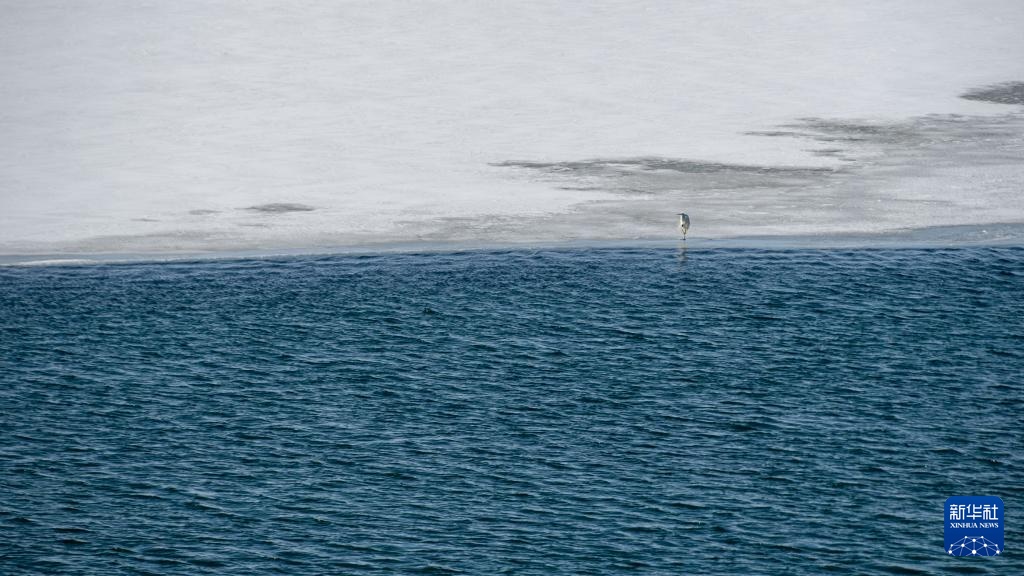 Mùa xuân trên Hồ Thanh Hải