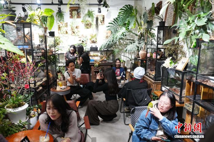 Cà phê thú cưng “độc lạ” ở Côn Minh thu hút khách