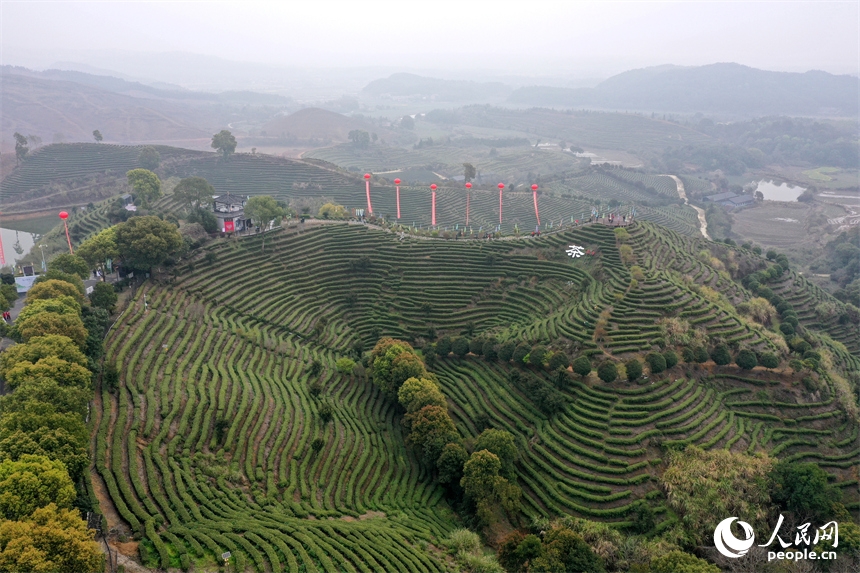 Giang Tây: Tất bật vụ xuân sớm trên những đồi bạch trà