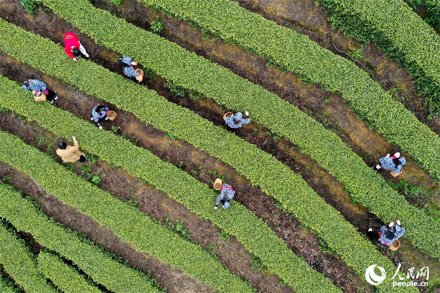 Giang Tây: Tất bật vụ xuân sớm trên những đồi bạch trà