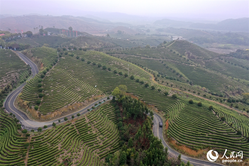 Giang Tây: Tất bật vụ xuân sớm trên những đồi bạch trà