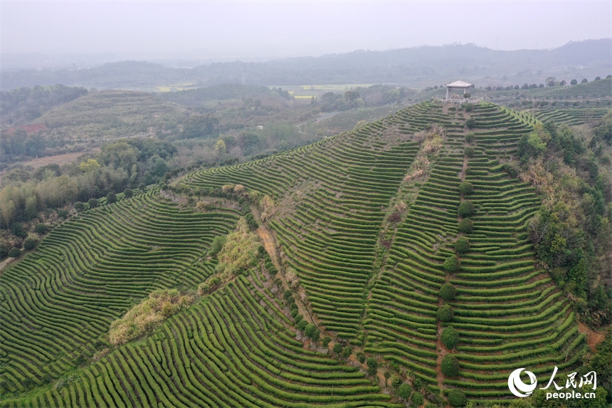 Giang Tây: Tất bật vụ xuân sớm trên những đồi bạch trà