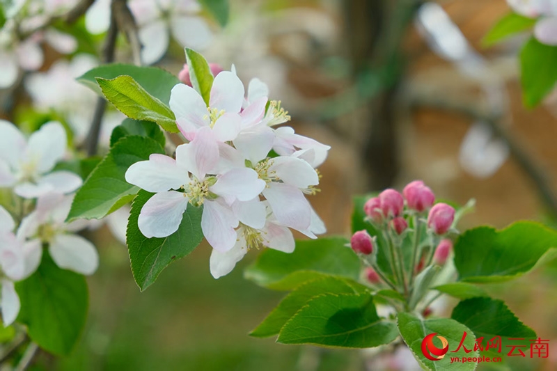 Hoa táo nở rộ tại Lỗ Điền, Vân Nam