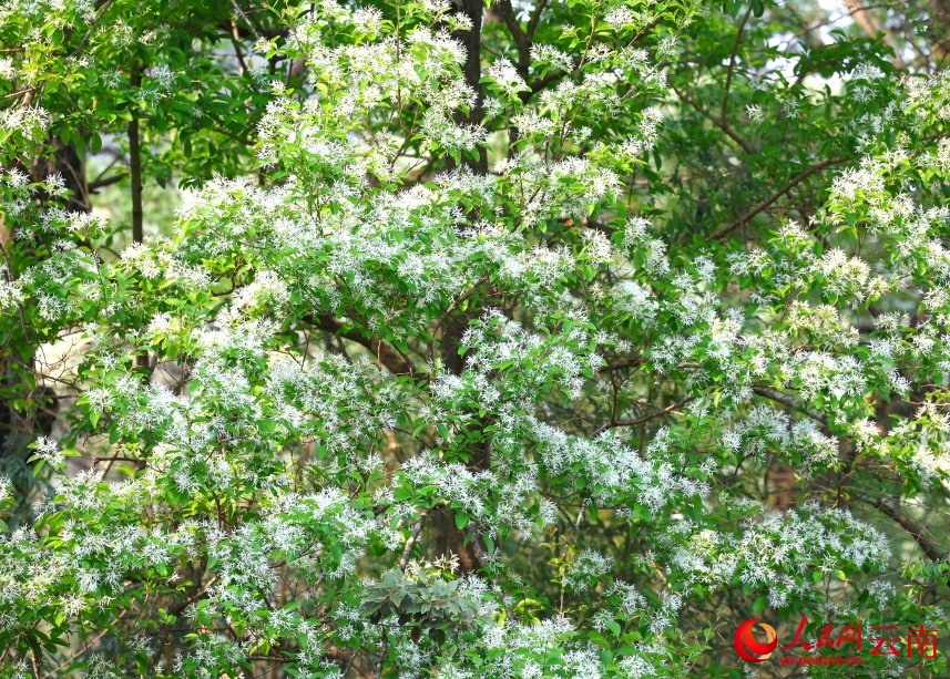 Tuyệt đẹp! 107 cây lưu tô cổ thụ tại Thạch Lâm bước vào mùa hoa “tuyết trắng”