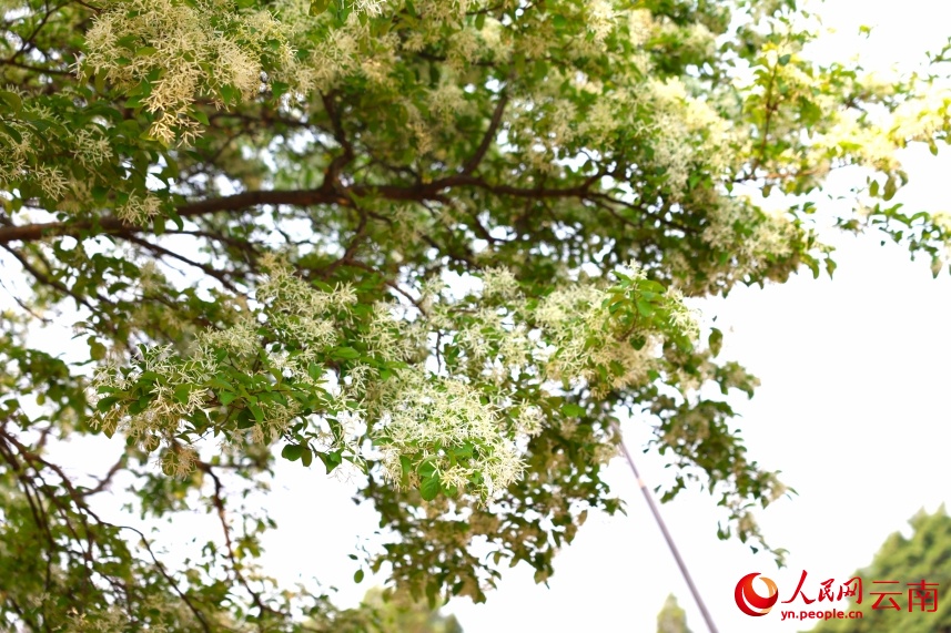 Tuyệt đẹp! 107 cây lưu tô cổ thụ tại Thạch Lâm bước vào mùa hoa “tuyết trắng”