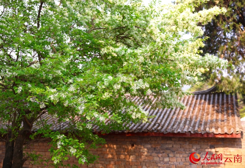 Tuyệt đẹp! 107 cây lưu tô cổ thụ tại Thạch Lâm bước vào mùa hoa “tuyết trắng”