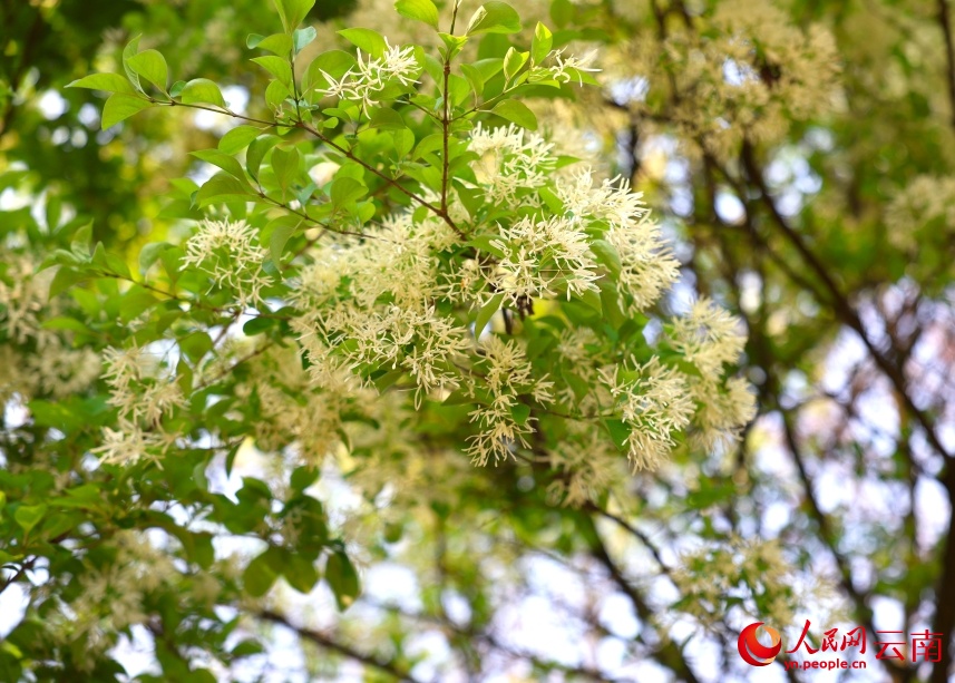 Tuyệt đẹp! 107 cây lưu tô cổ thụ tại Thạch Lâm bước vào mùa hoa “tuyết trắng”