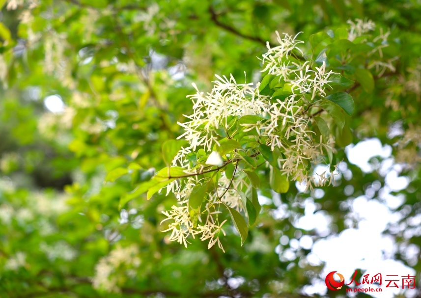 Tuyệt đẹp! 107 cây lưu tô cổ thụ tại Thạch Lâm bước vào mùa hoa “tuyết trắng”