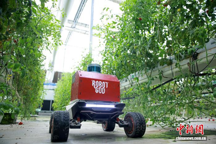 Đồng Hưng: Sản xuất thông minh trong “nông trại tương lai”