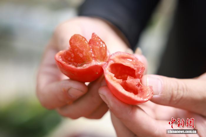 Đồng Hưng: Sản xuất thông minh trong “nông trại tương lai”