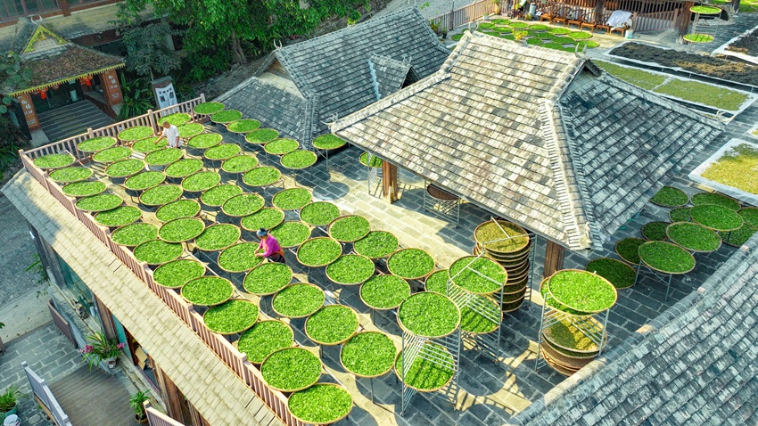 Phơi trà – Nét đẹp ngày xuân tại Di sản thế giới Cảnh Mại Sơn