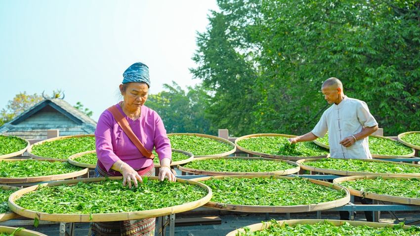 Người dân địa phương phơi trà xuân. Ảnh do Ban Tuyên truyền Huyện ủy huyện Lan Thương cung cấp.