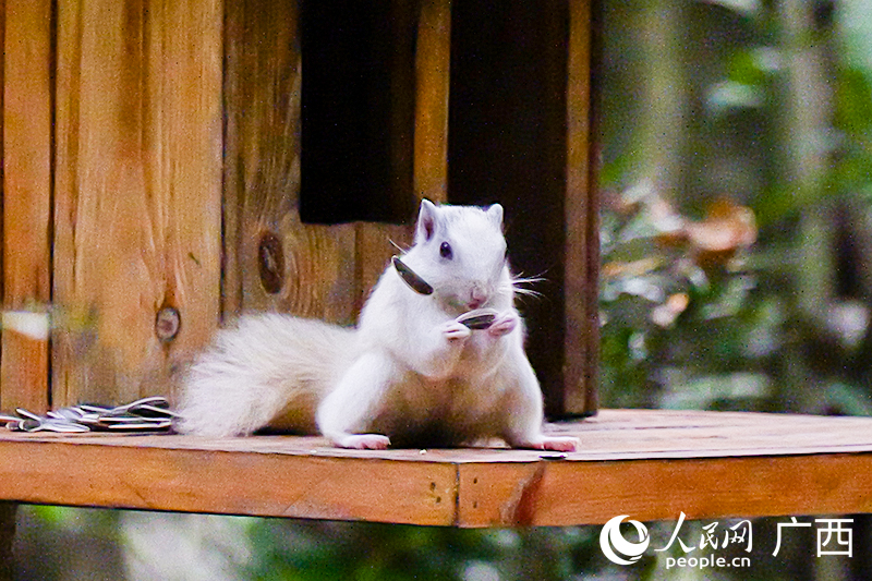 Sóc trắng hiếm gặp xuất hiện tại công viên Thạch Môn ở Nam Ninh