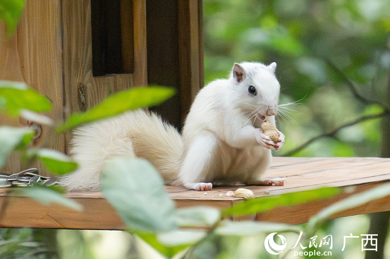 Chú sóc trắng xuất hiện tại Công viên Thạch Môn, Nam Ninh, Quảng Tây, Trung Quốc. Ảnh: Lương Chương Huy - Nhân Dân nhật báo điện tử