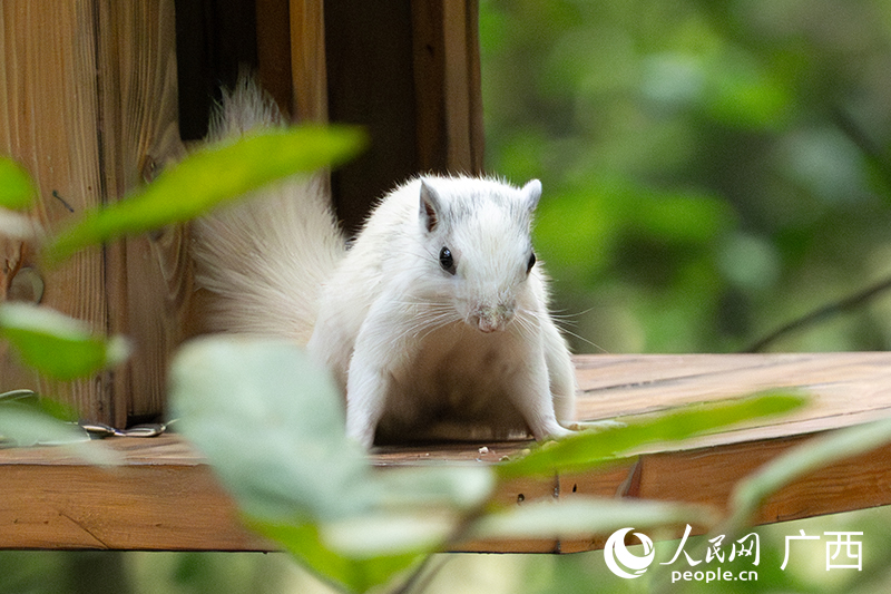 Chú sóc trắng xuất hiện tại Công viên Thạch Môn, Nam Ninh, Quảng Tây, Trung Quốc. Ảnh: Lương Chương Huy - Nhân Dân nhật báo điện tử