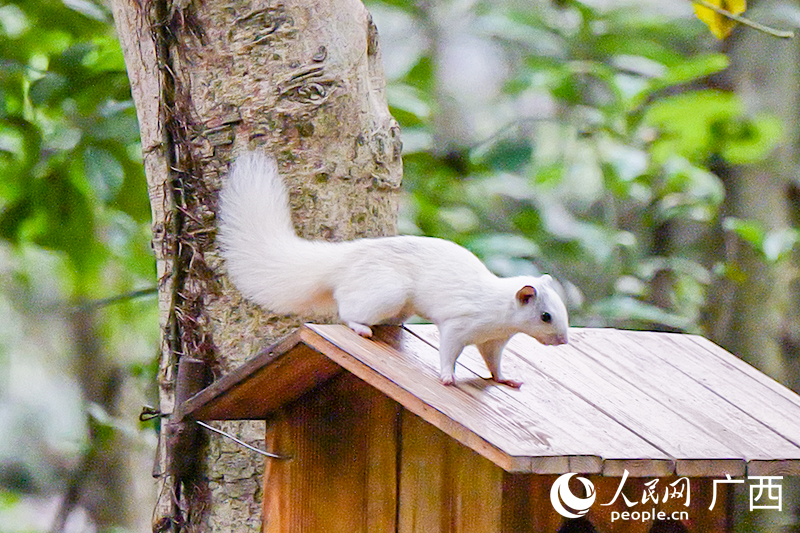 Chú sóc trắng xuất hiện tại Công viên Thạch Môn, Nam Ninh, Quảng Tây, Trung Quốc. Ảnh: Lương Chương Huy - Nhân Dân nhật báo điện tử