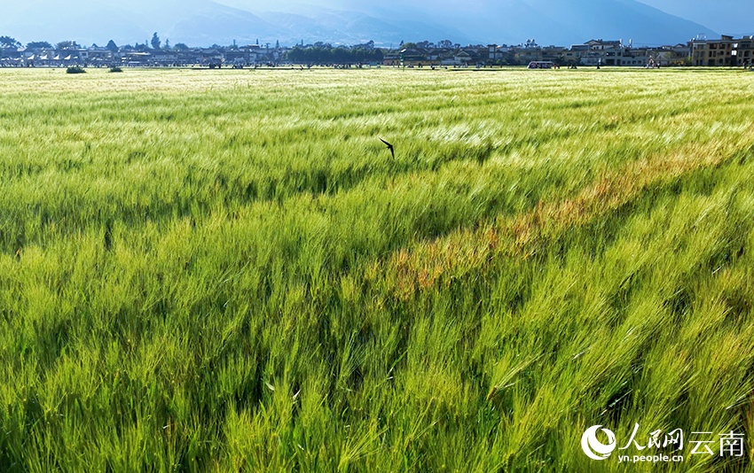 Du xuân “chữa lành” tại cánh đồng lúa mì Đại Lý