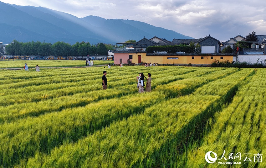 Du xuân “chữa lành” tại cánh đồng lúa mì Đại Lý