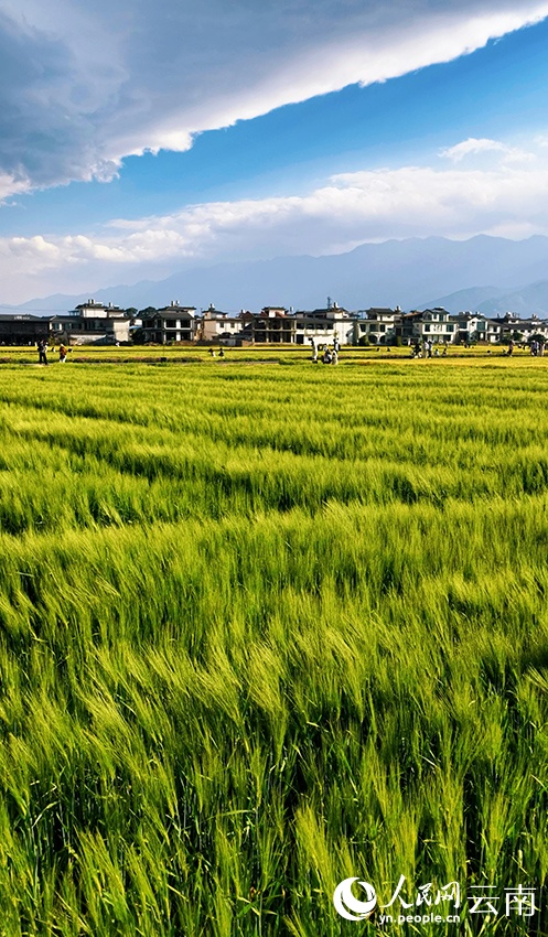 Du xuân “chữa lành” tại cánh đồng lúa mì Đại Lý