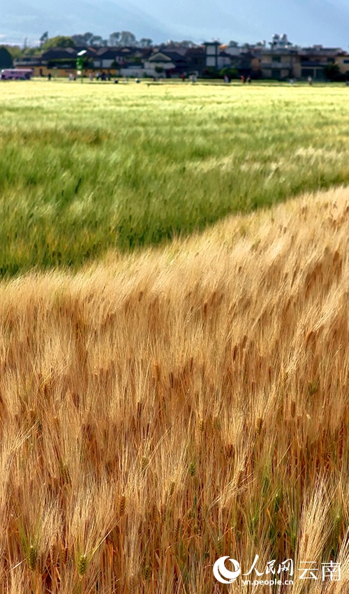 Du xuân “chữa lành” tại cánh đồng lúa mì Đại Lý