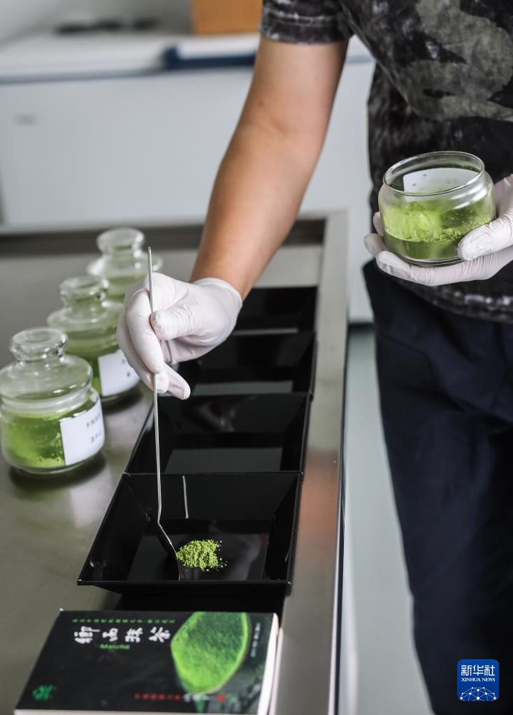 Quê hương trà hữu cơ Vũ Nghĩa bước vào “mùa matcha”