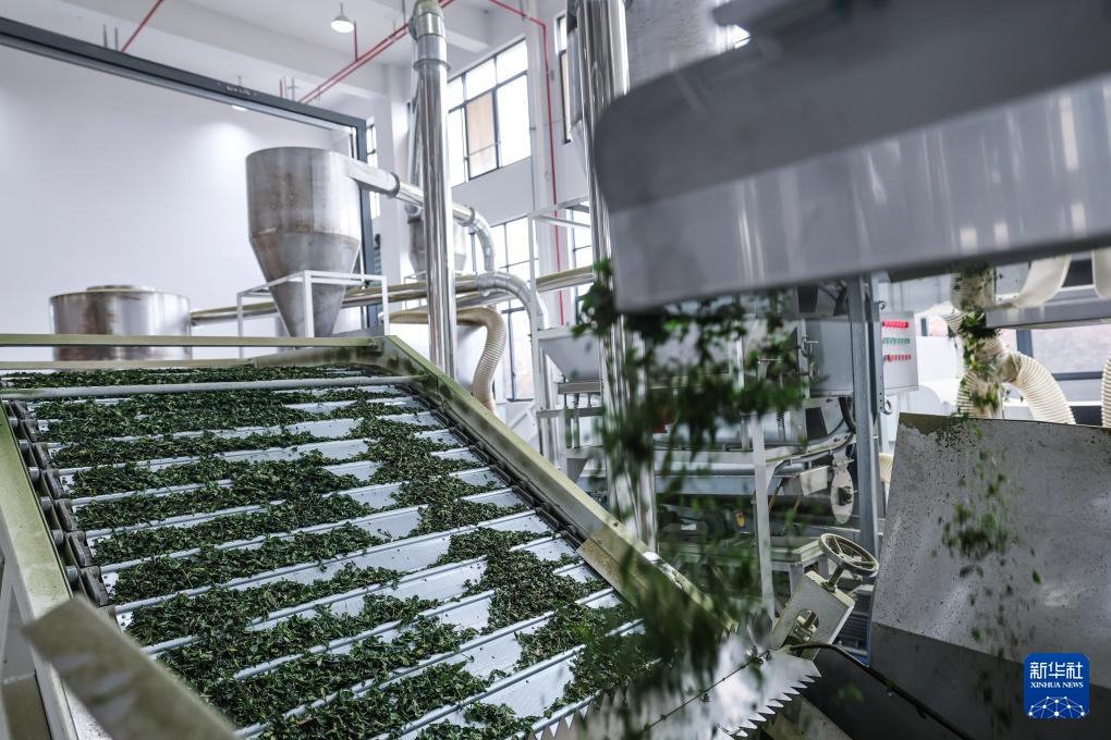 Quê hương trà hữu cơ Vũ Nghĩa bước vào “mùa matcha”