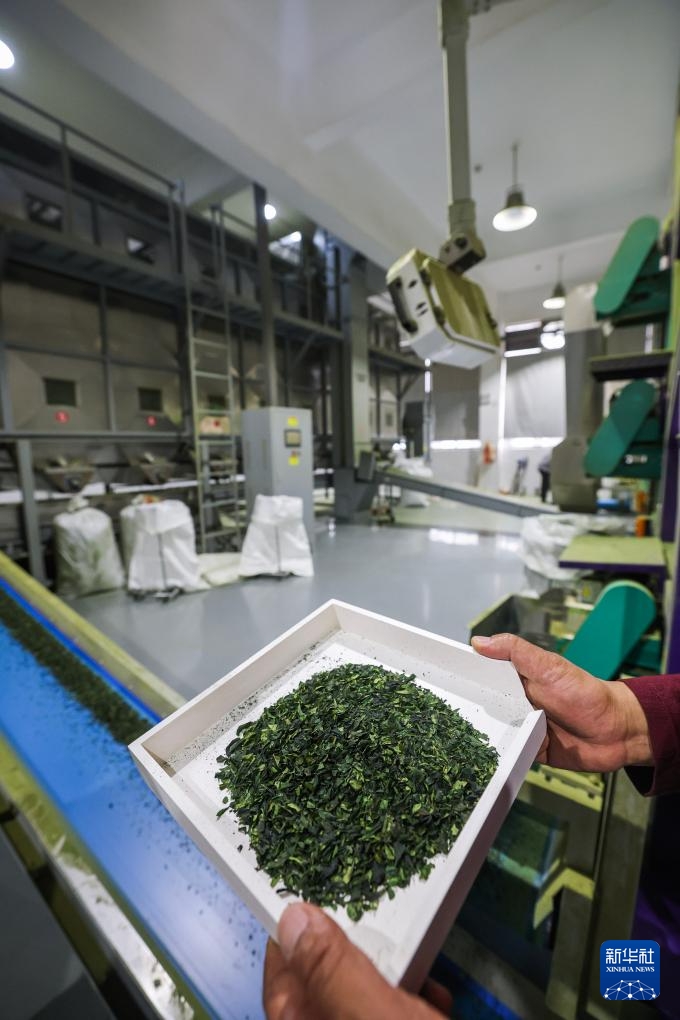 Quê hương trà hữu cơ Vũ Nghĩa bước vào “mùa matcha”