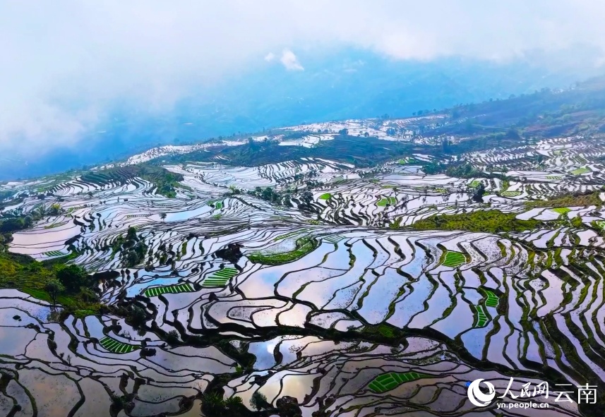 Tất bật vụ xuân trên ngàn mẫu ruộng bậc thang Vân Nam