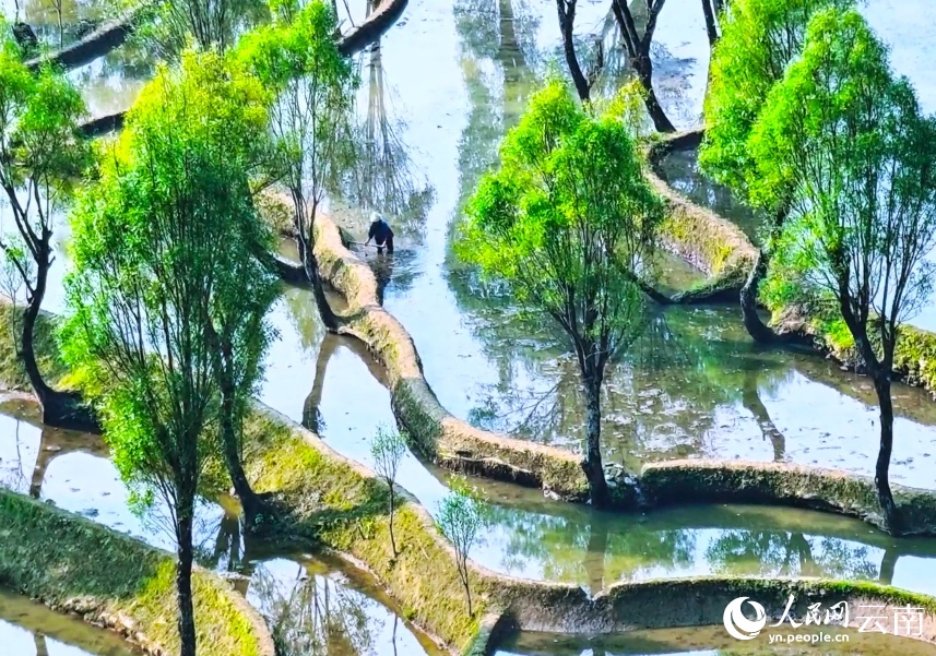 Tất bật vụ xuân trên ngàn mẫu ruộng bậc thang Vân Nam