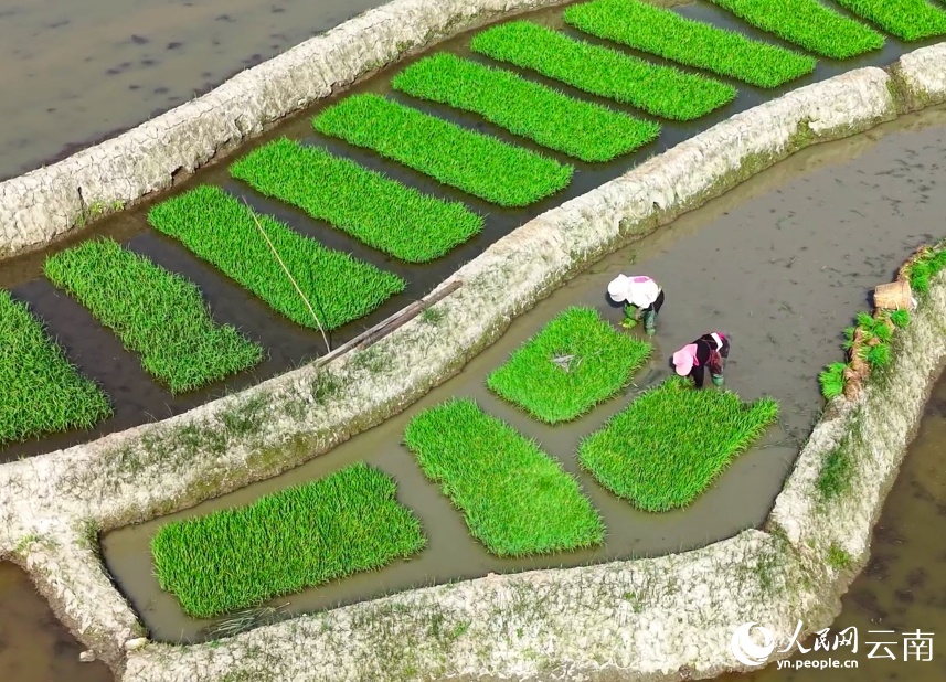 Tất bật vụ xuân trên ngàn mẫu ruộng bậc thang Vân Nam