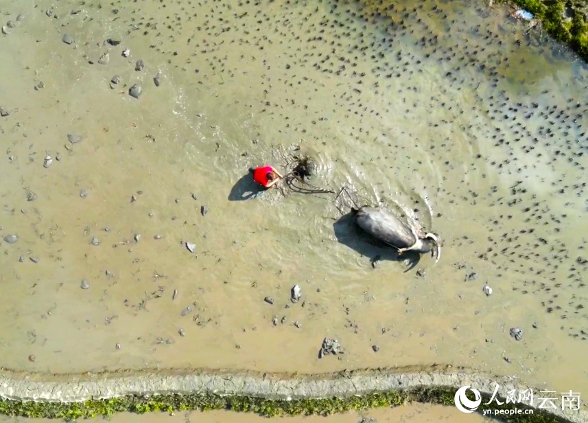 Tất bật vụ xuân trên ngàn mẫu ruộng bậc thang Vân Nam