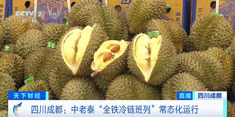 Giảm giá mạnh hơn 30%! 20.000 tấn sầu riêng vận chuyển sang Thành Đô, Trung Quốc