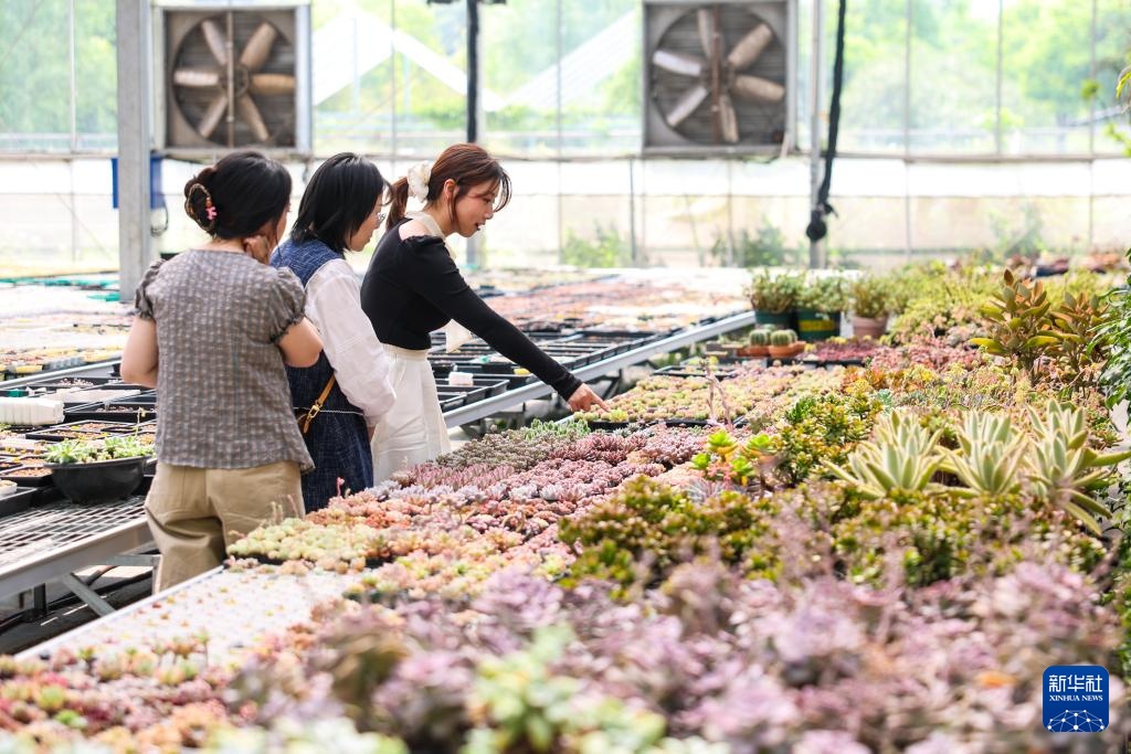 Kinh tế mùa xuân sôi động tại nông thôn Hàng Châu