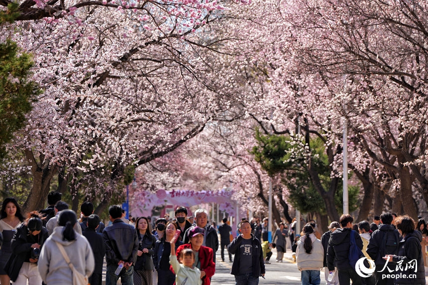 Đại lộ Hoa Hạnh Đại học Cát Lâm đẹp rực rỡ trong mùa hoa