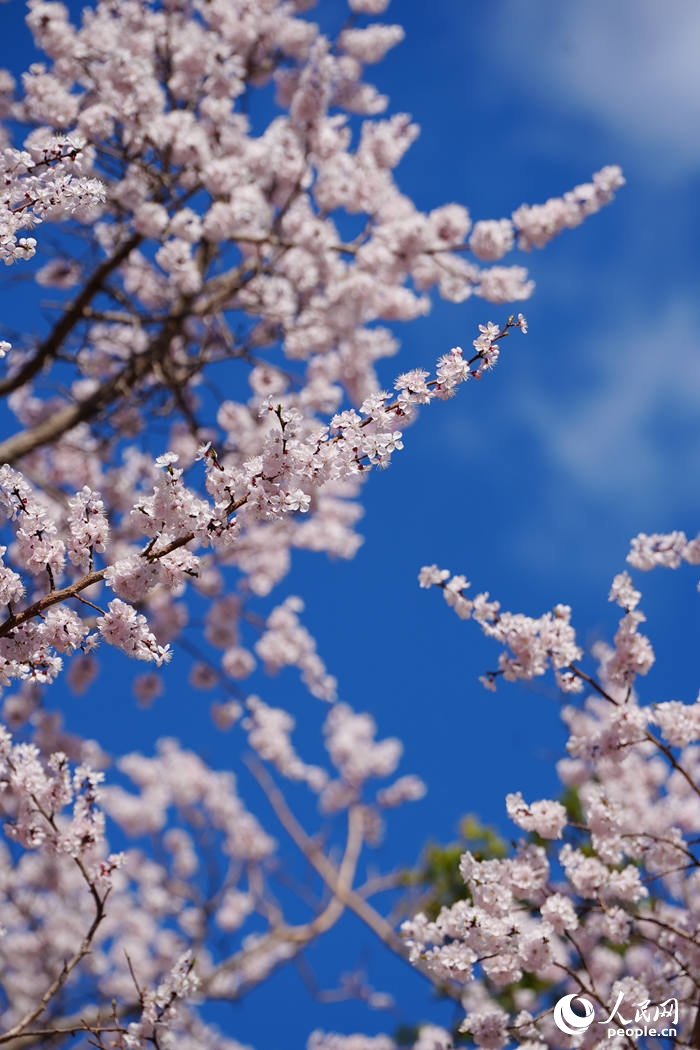 Đại lộ Hoa Hạnh Đại học Cát Lâm đẹp rực rỡ trong mùa hoa