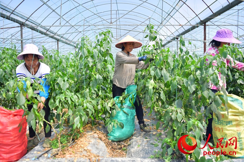 Người dân làng Đàm Đầu thu hoạch ớt. Ảnh: Thời Vũ - Phóng viên Nhân Dân nhật báo điện tử