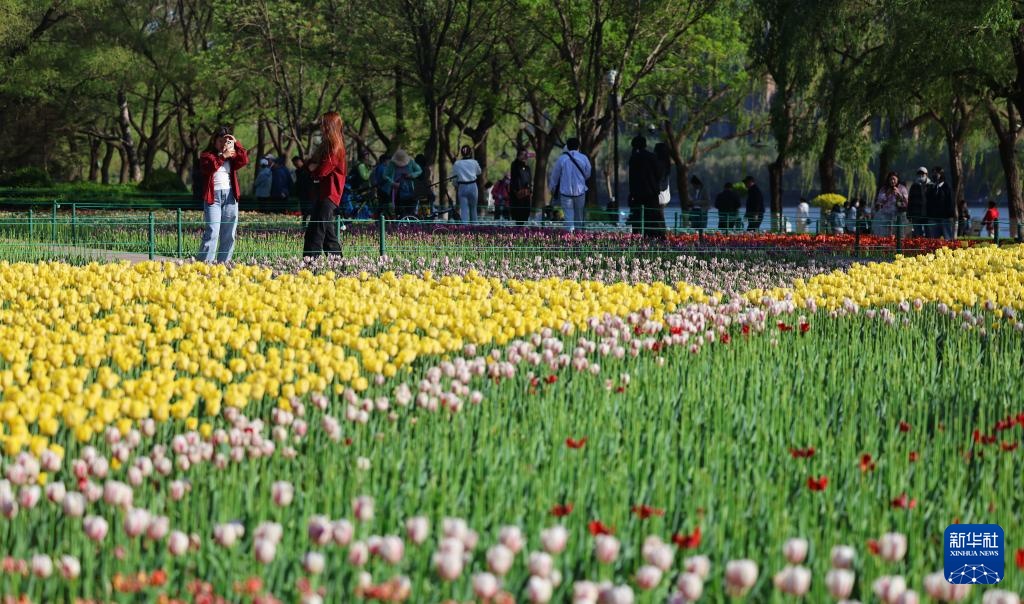 Dạo bước giữa biển hoa tulip rực rỡ tại Thẩm Dương