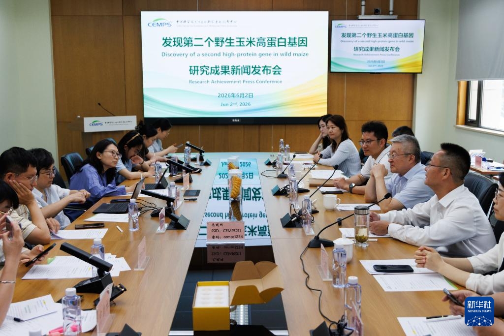 Trung Quốc phân lập thành công gene ngô hoang dã “thất lạc” nhiều năm