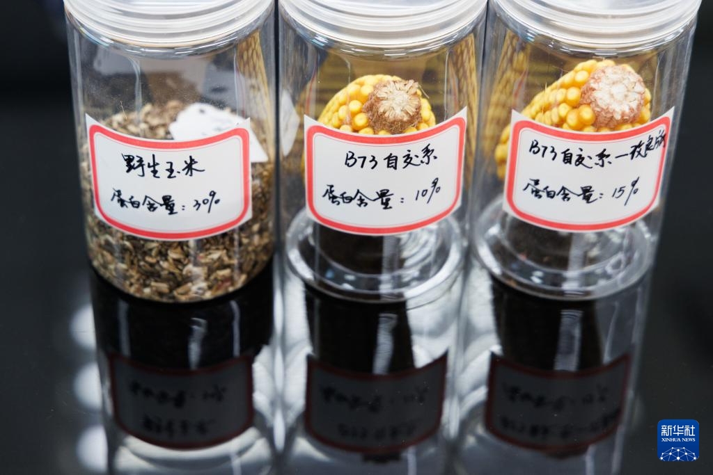 Trung Quốc phân lập thành công gene ngô hoang dã “thất lạc” nhiều năm