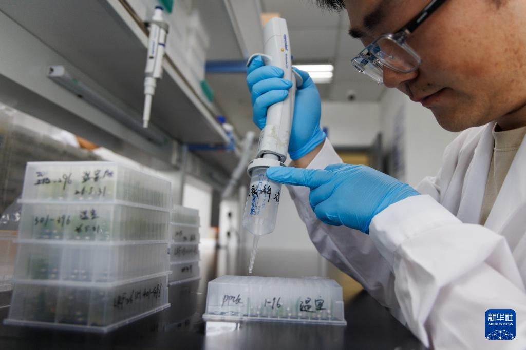Trung Quốc phân lập thành công gene ngô hoang dã “thất lạc” nhiều năm