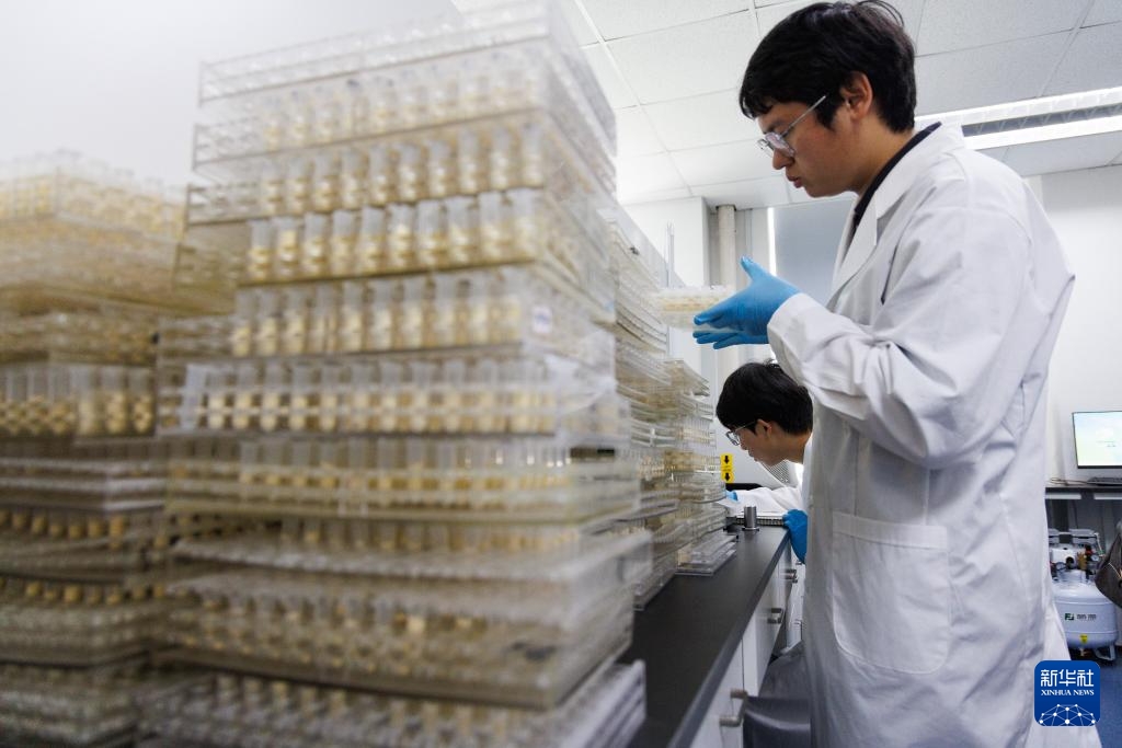 Trung Quốc phân lập thành công gene ngô hoang dã “thất lạc” nhiều năm