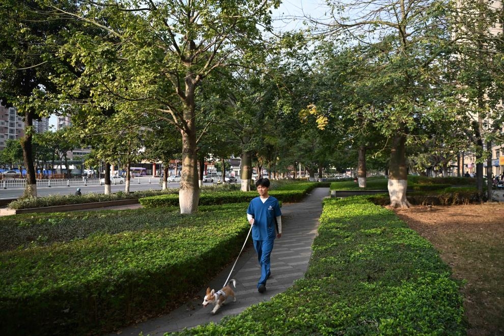 Ngày 5/2/2026, một chuyên viên chăm sóc thú cưng đang dắt chó đi dạo tại một bệnh viện thú y ở thành phố Quảng Châu, tỉnh Quảng Đông, Trung Quốc. Ảnh: Tân Hoa Xã