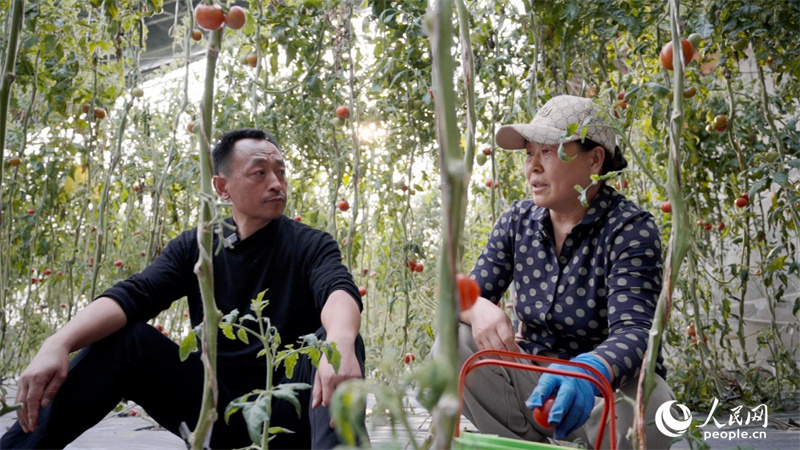 Ông Lý Toàn Sinh trao đổi với hộ nông dân Giả Hải Liên về giải pháp mở rộng đầu ra cho sản phẩm cà chua. Ảnh: Bành Dục Khải - Phóng viên Nhân Dân nhật báo điện tử