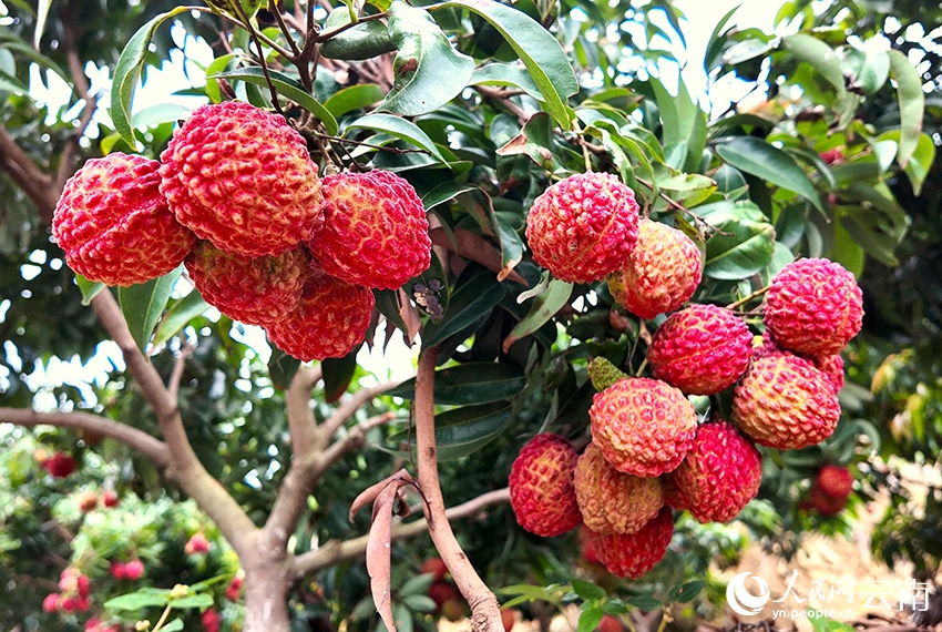 Thung lũng vải chín đỏ rực tại Hồng Hà, Vân Nam