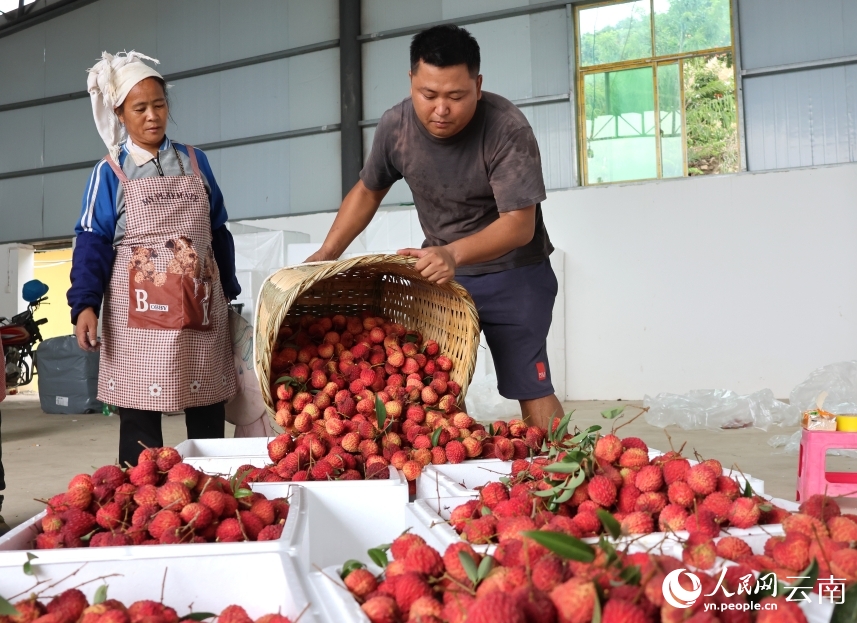 Thung lũng vải chín đỏ rực tại Hồng Hà, Vân Nam
